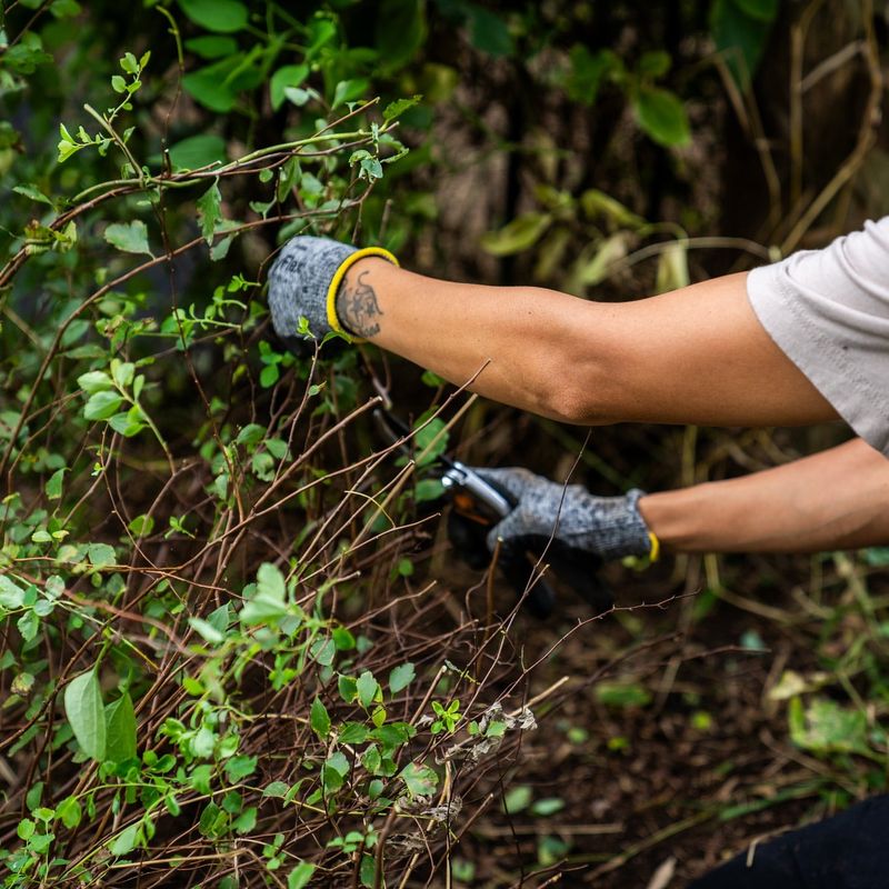 Tidying Up the Yard