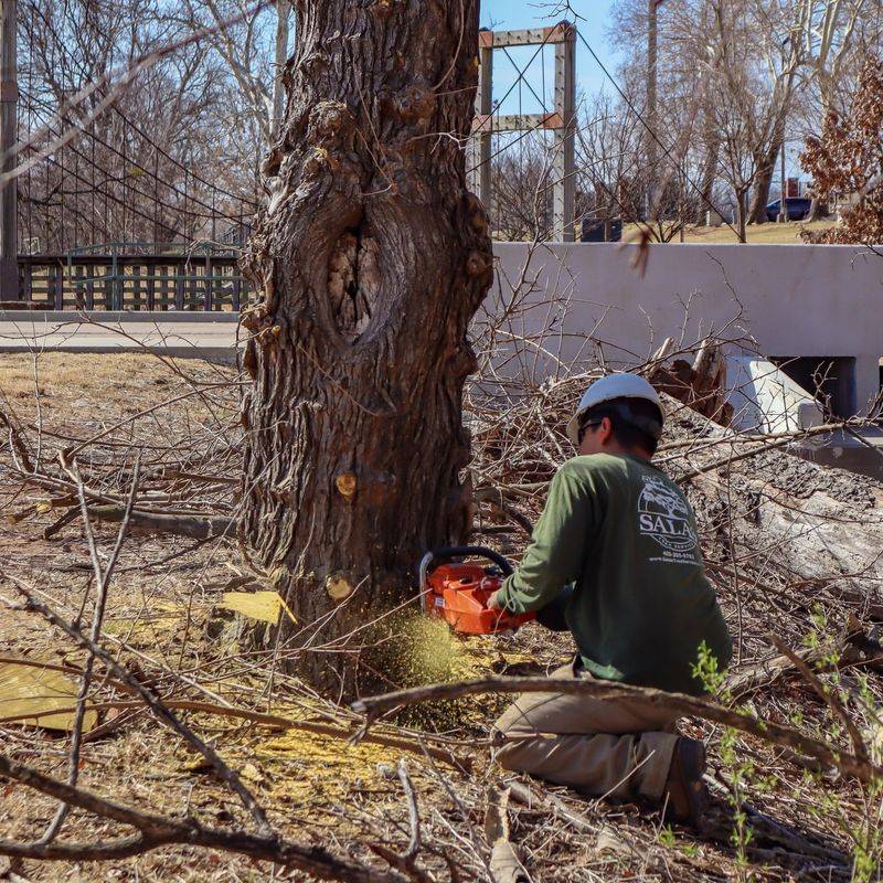 Tree Removal