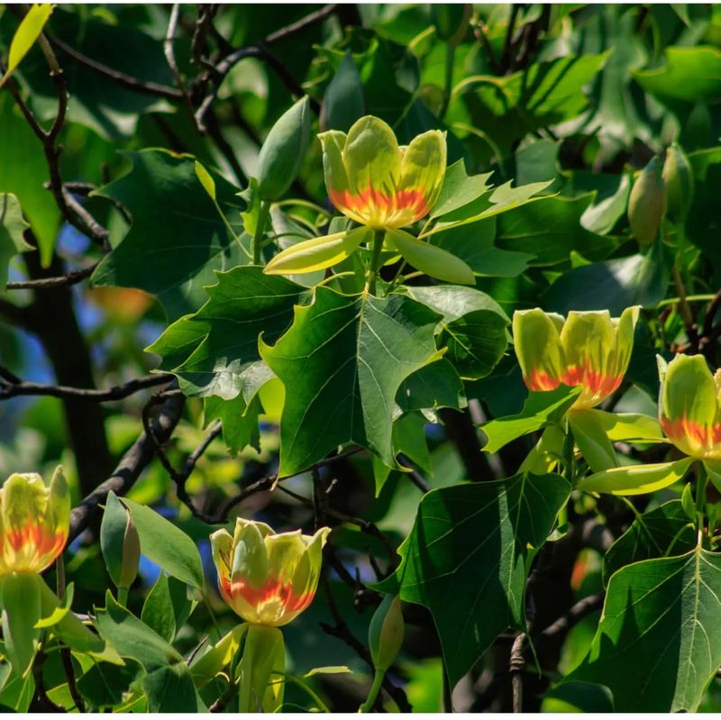 Tulip Tree