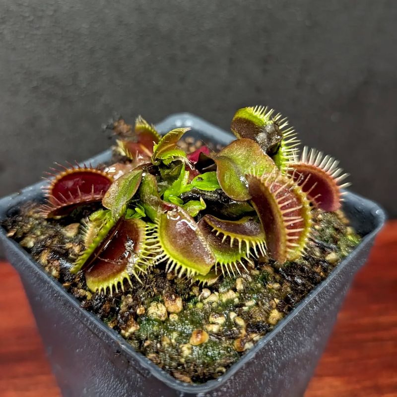 Venus Flytrap