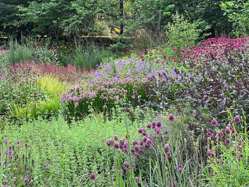 Vibrant Wildflower Meadow