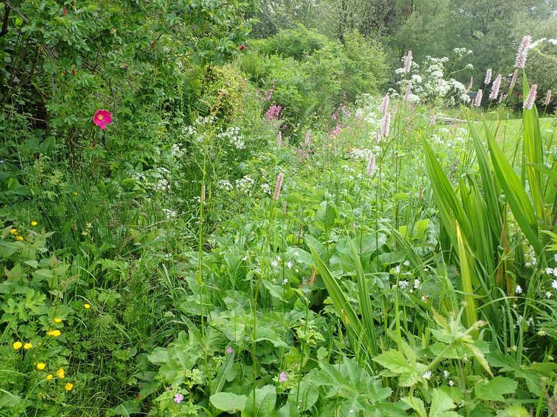 Wildflower Gardens Gone Wild