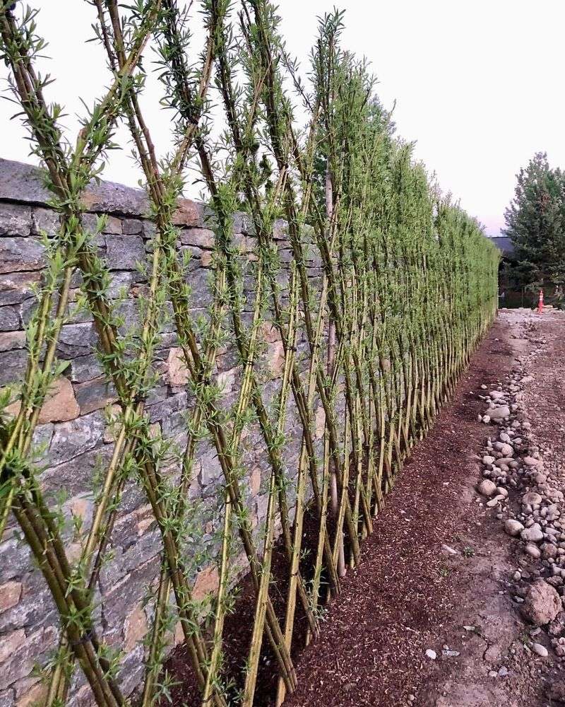 Willow Branch Fence