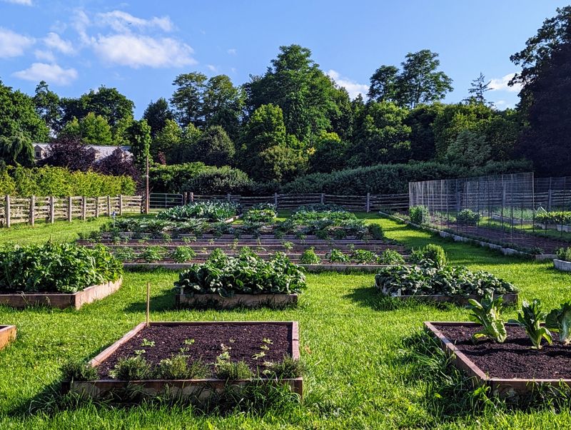 1940s Victory Gardens