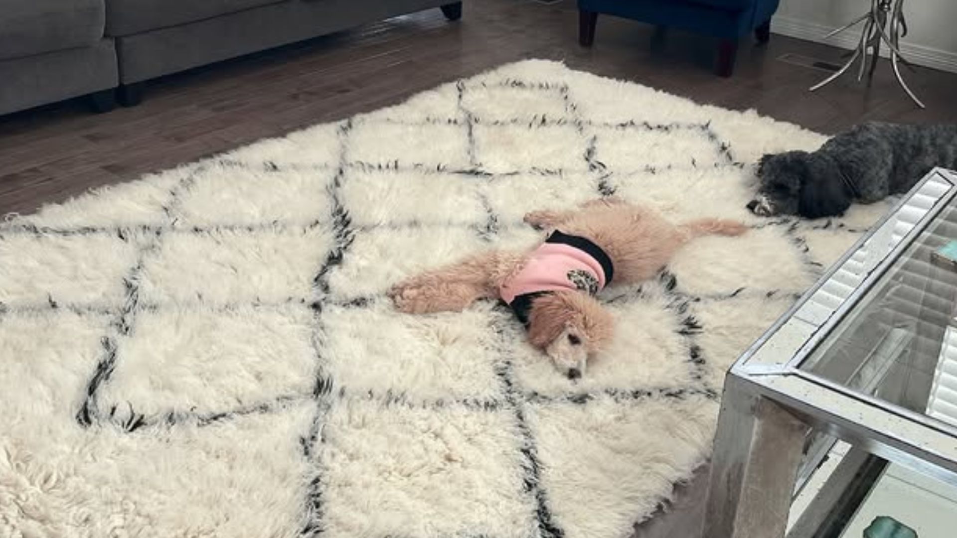 dog on a shag carpet