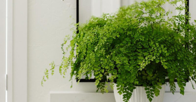 maidenhair fern in the bathroom