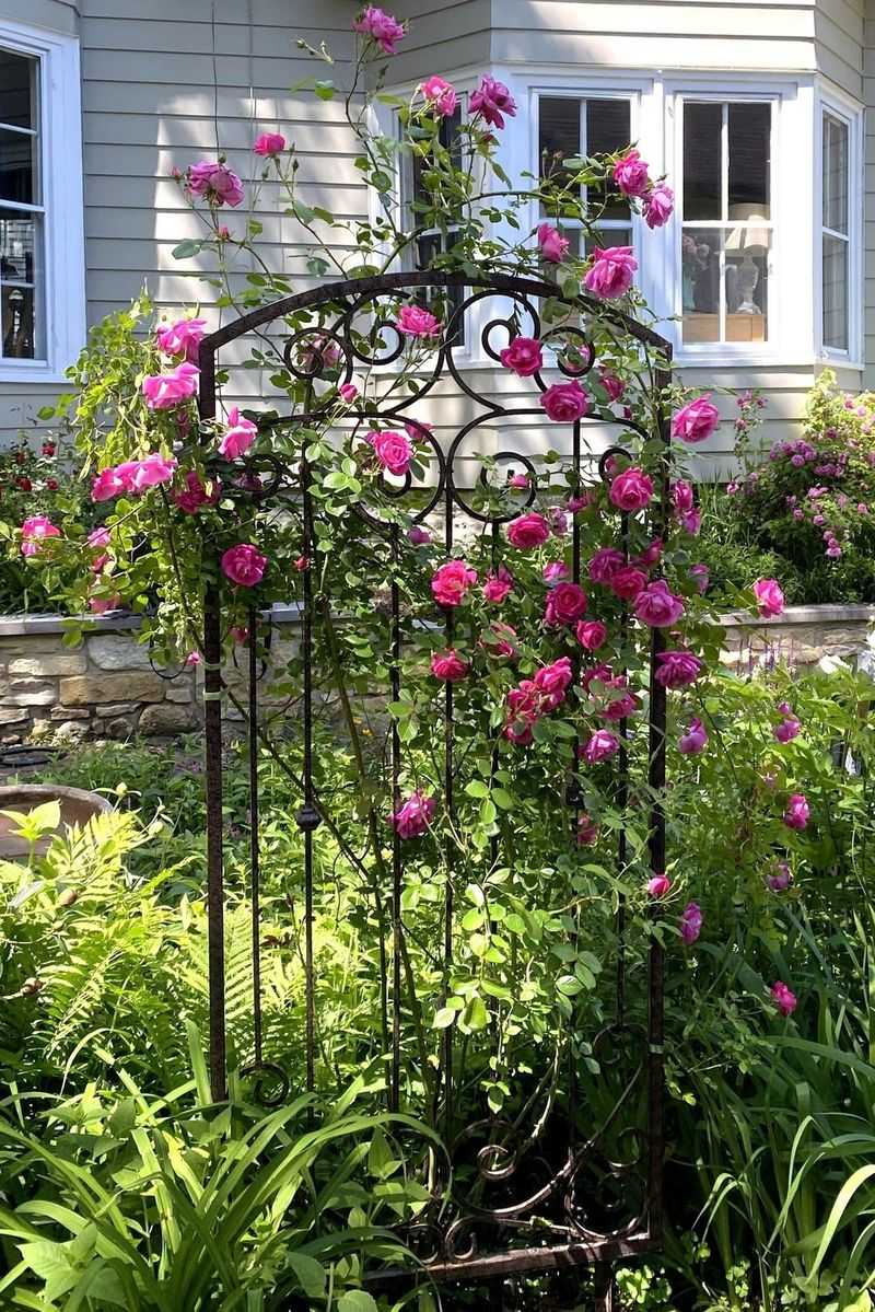 Add a Trellis with Climbing Plants