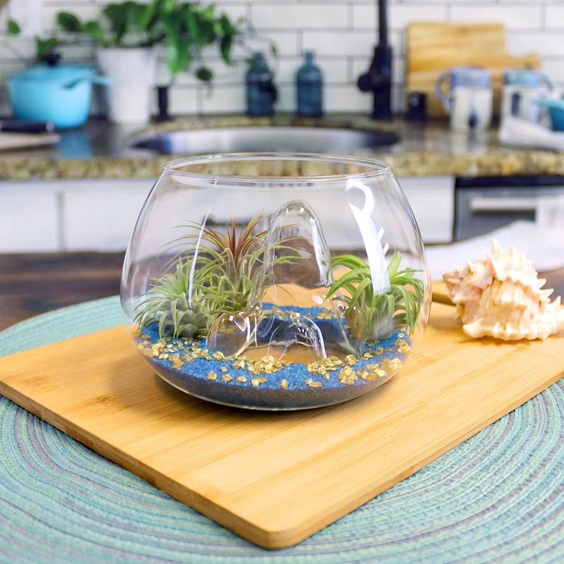 Air Plant Terrarium