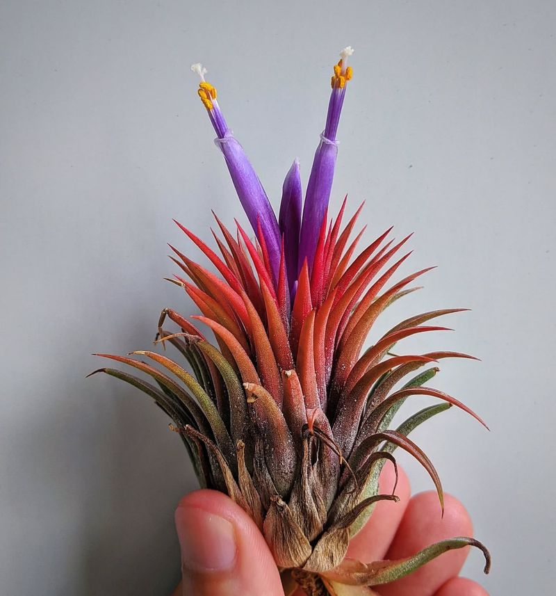 Air Plant