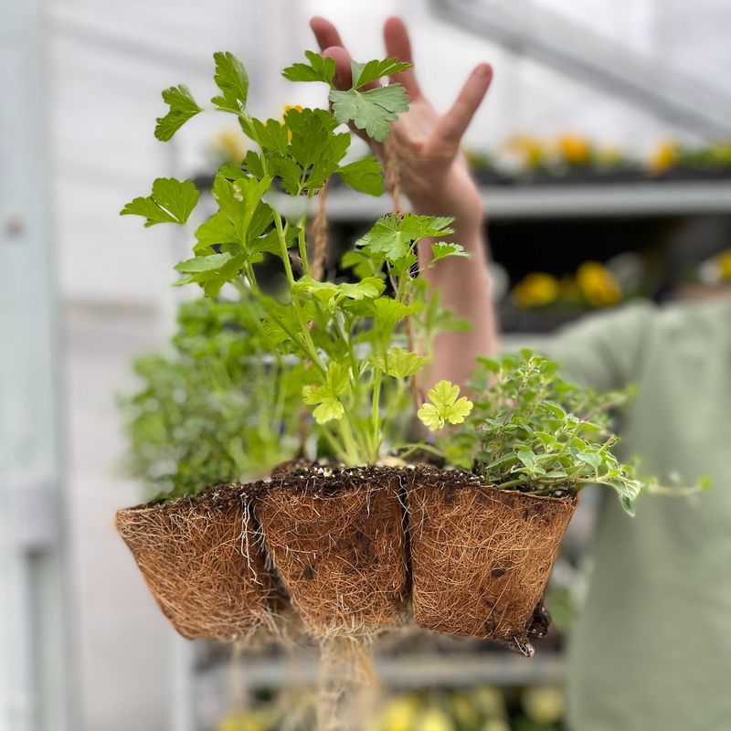 Biodegradable Planter Pots