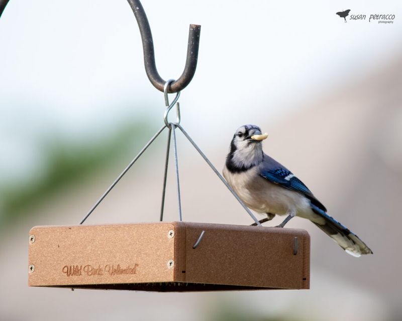 Bird Feeder for Wildlife