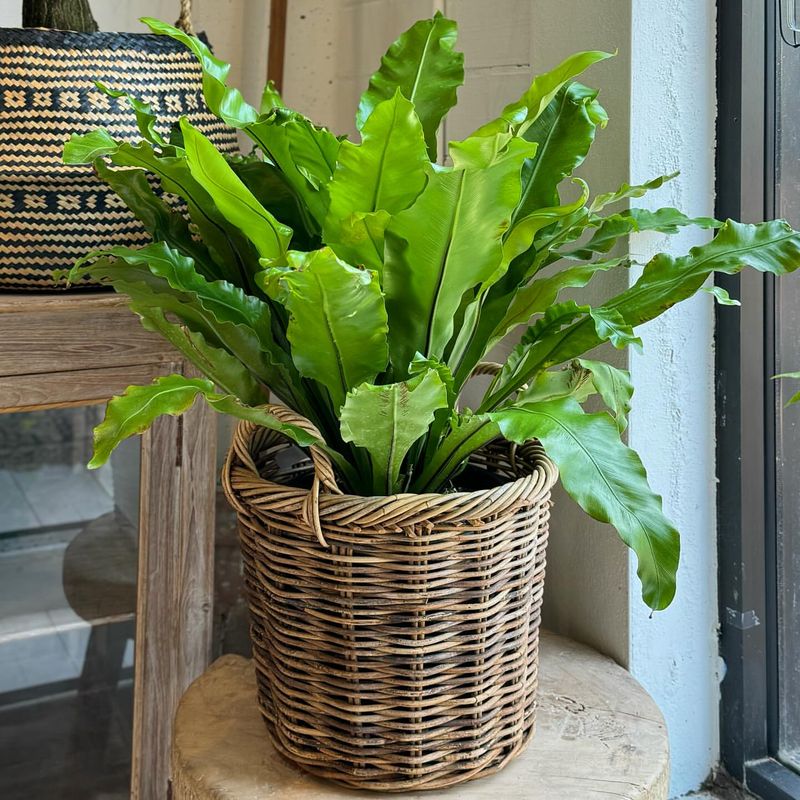 Bird's Nest Fern