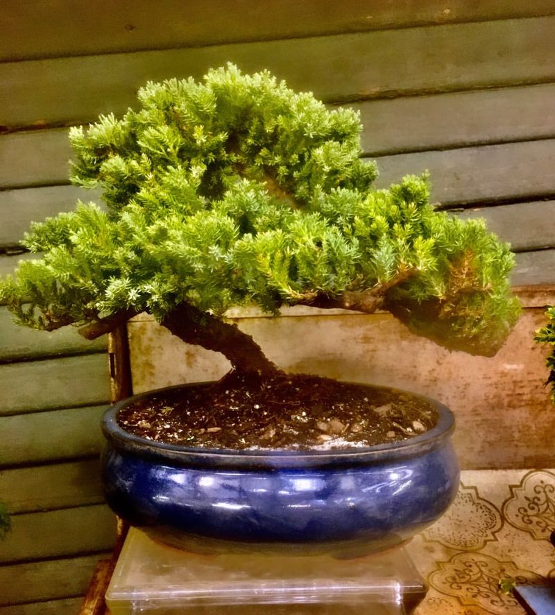 Bonsai Trees