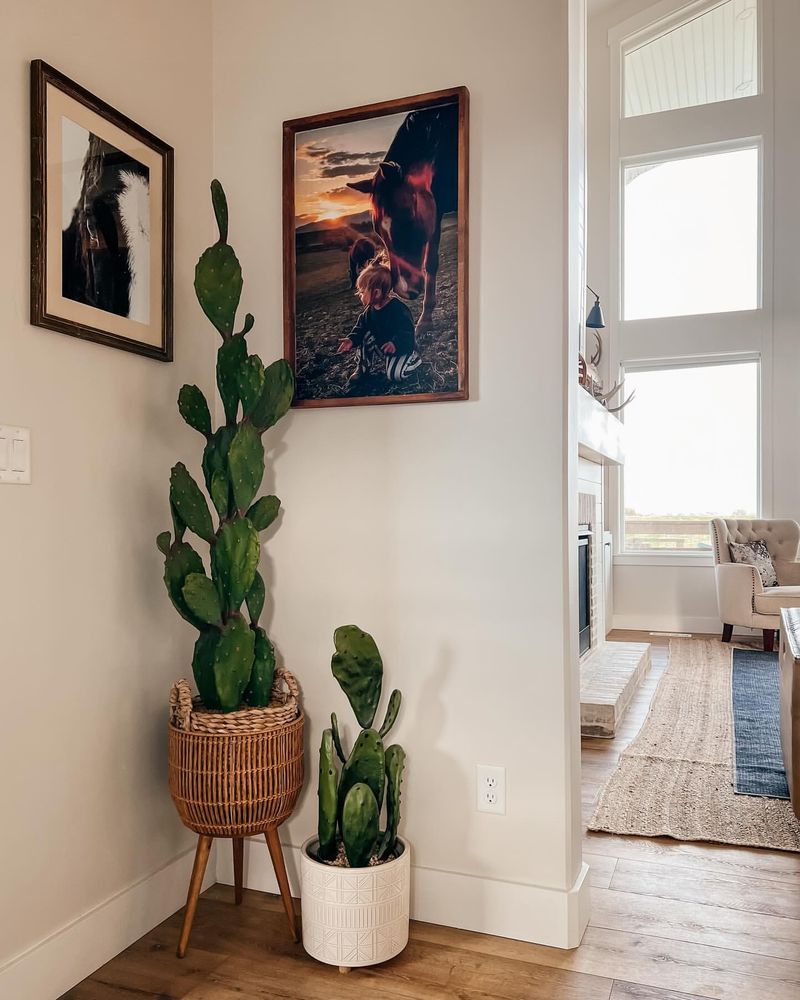 Cactus Corner