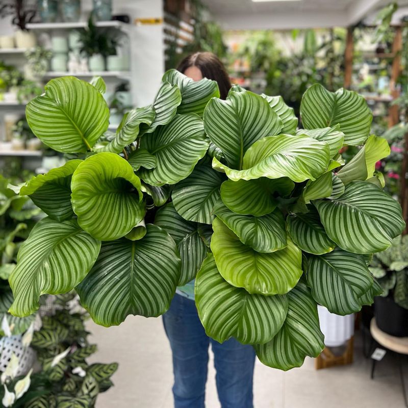 Calathea