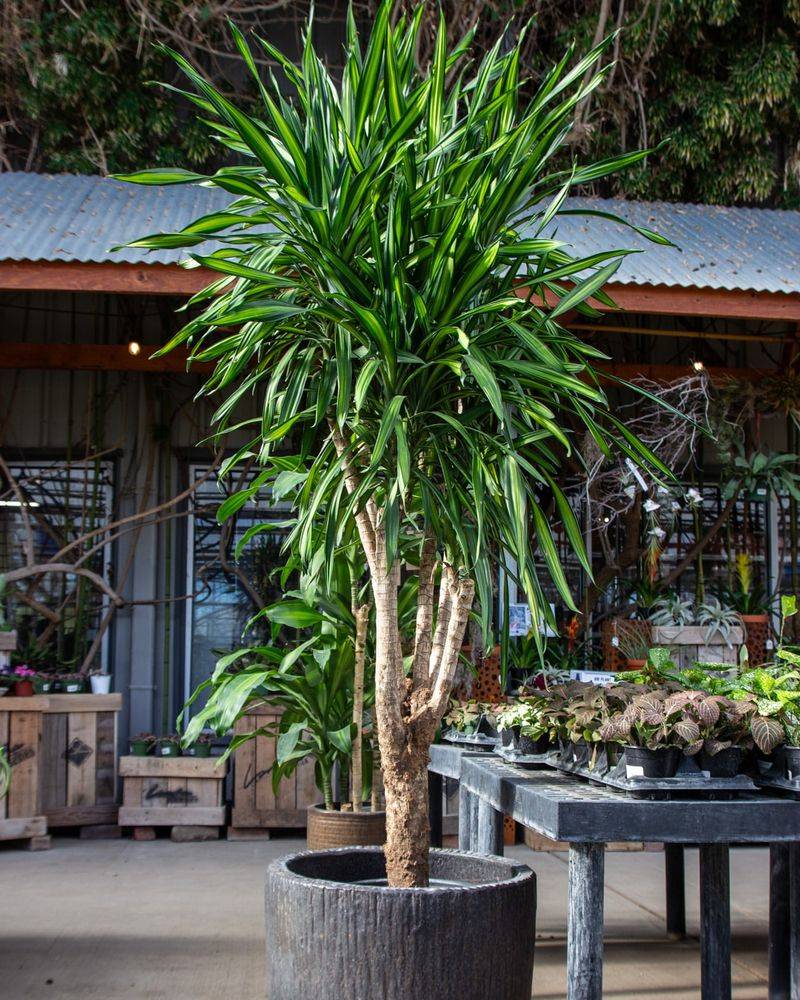 Dracaena