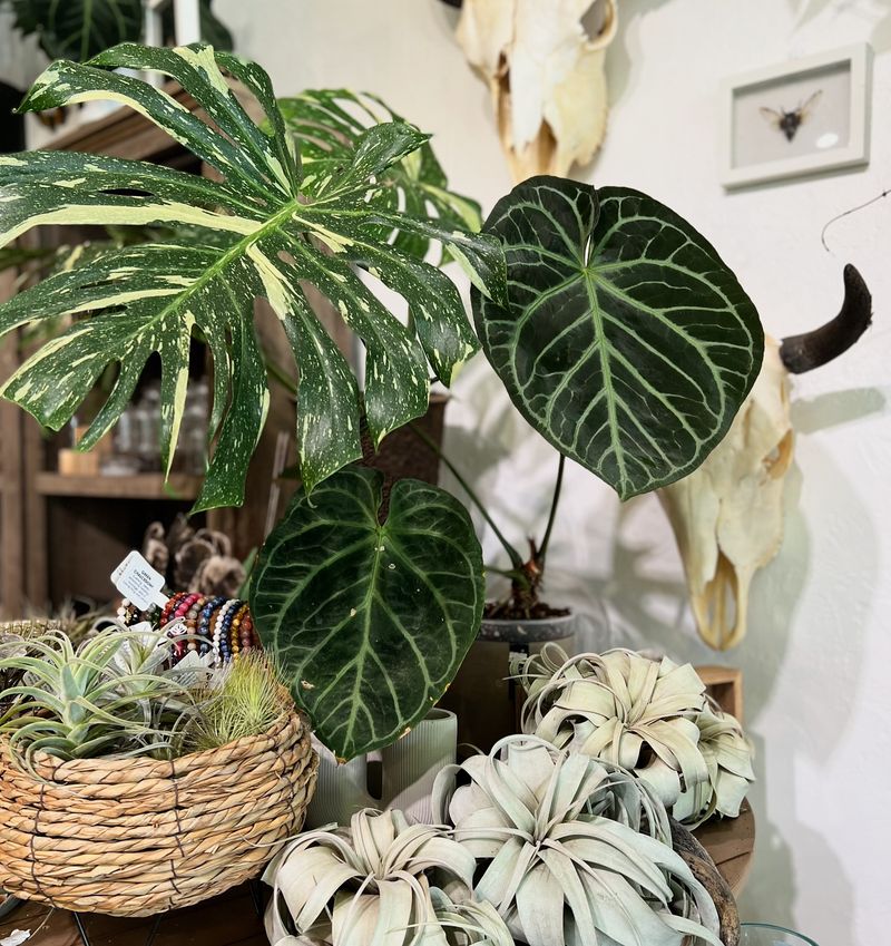 Exotic Houseplants