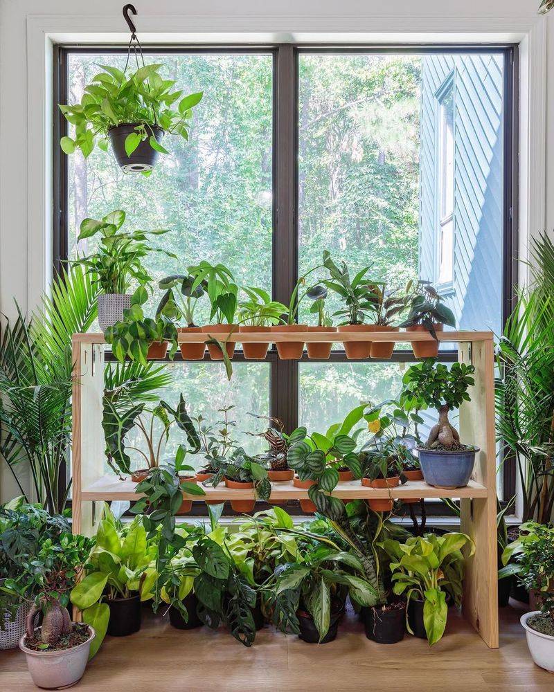 Indoor Plant Collection