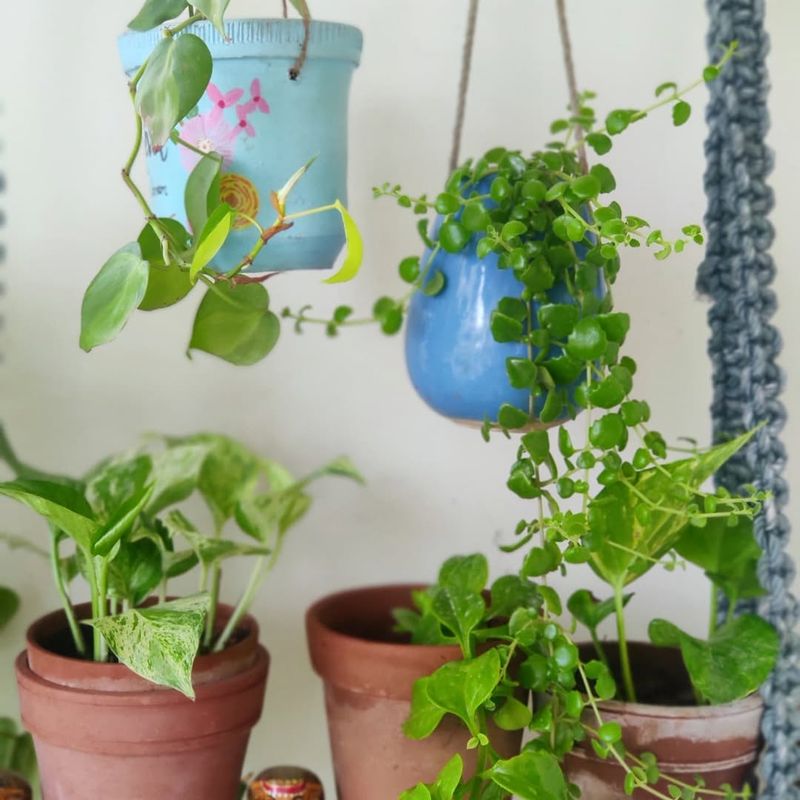 Hanging Planters