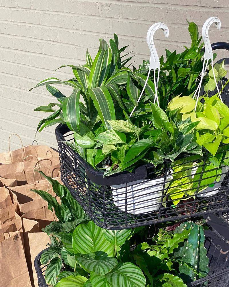 Hanging Planters