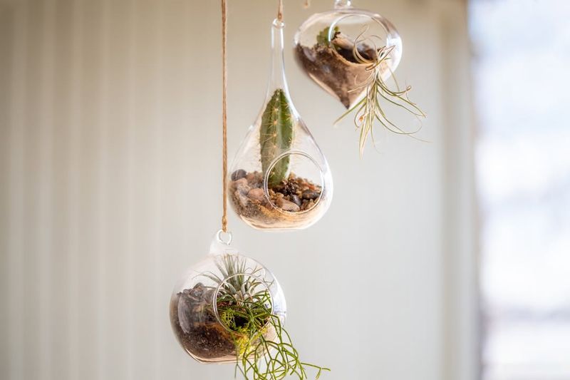 Hanging Terrariums