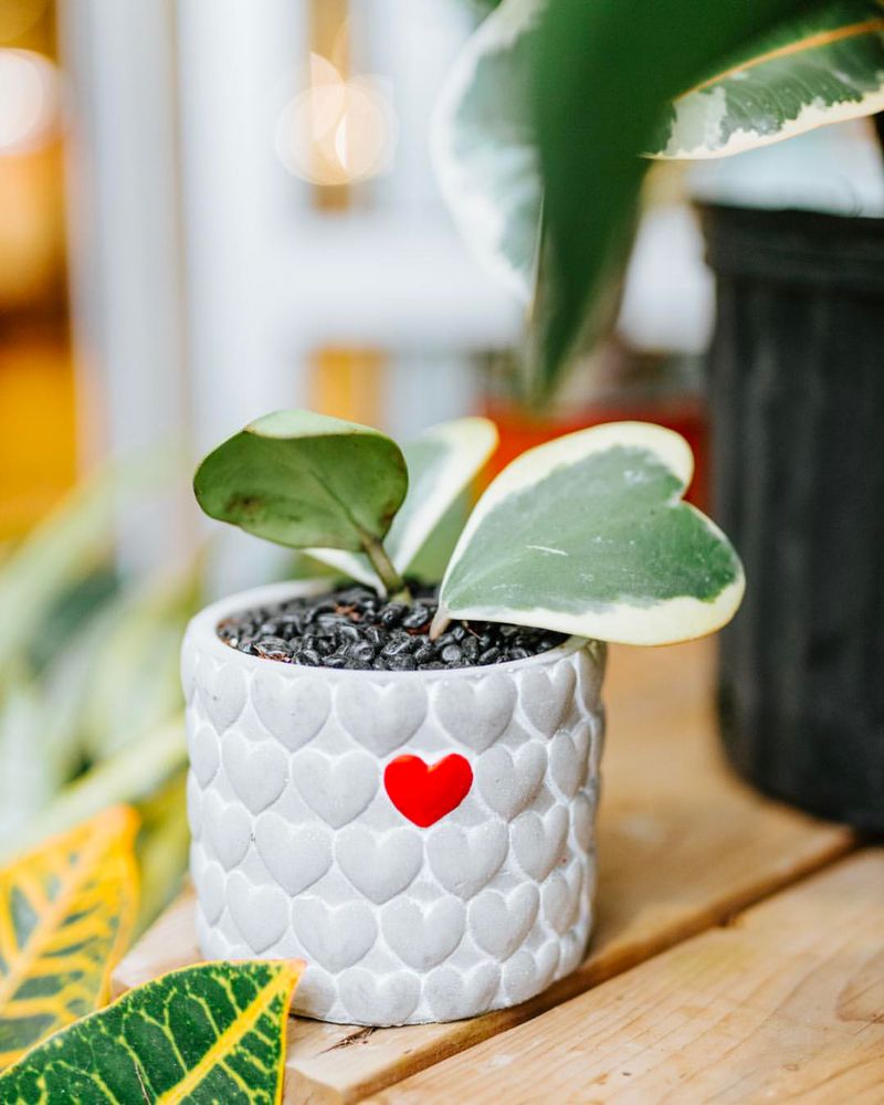 Heart-Shaped Succulent