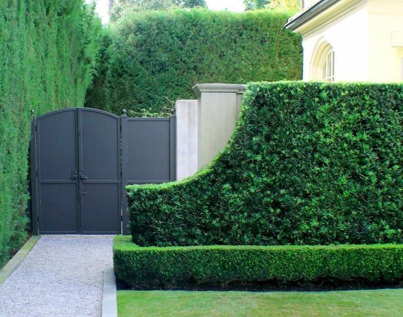 Hedge Walls