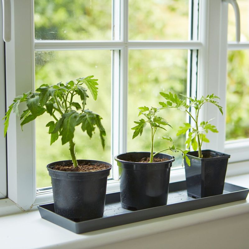 Herb Garden Windowsill