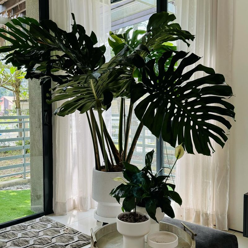 Indoor Plants