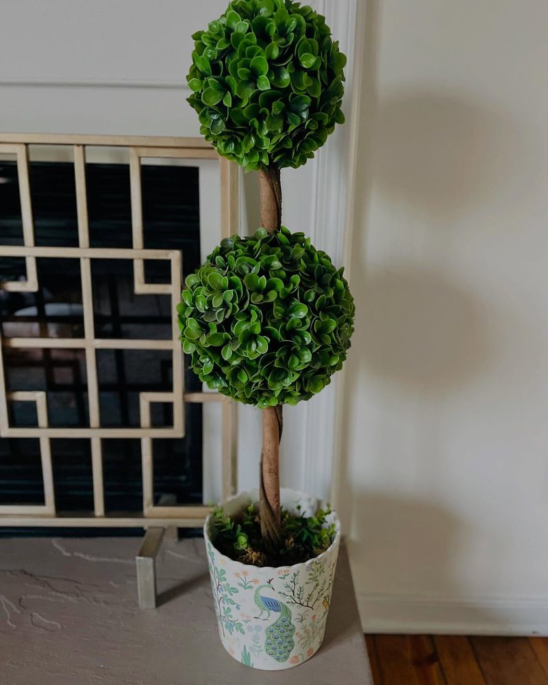 Indoor Potted Plant