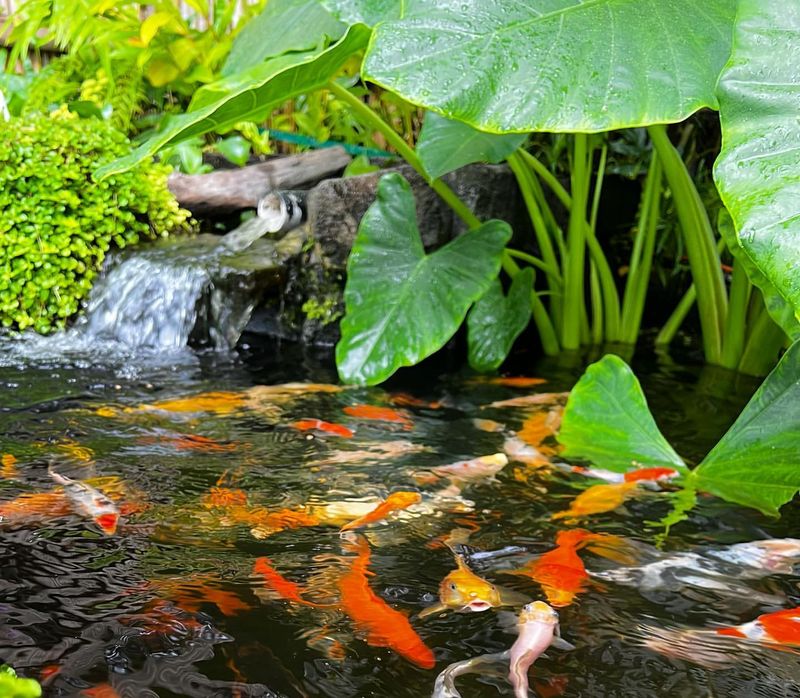 Koi Pond