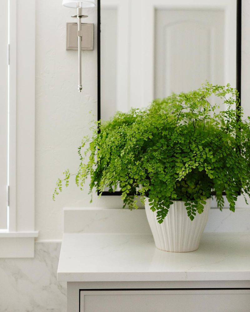 Maidenhair Fern