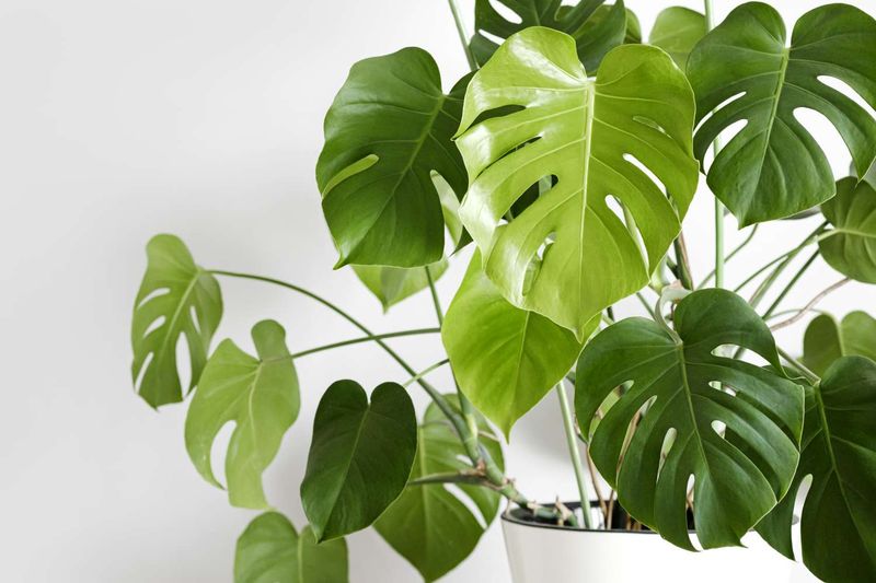 Monstera