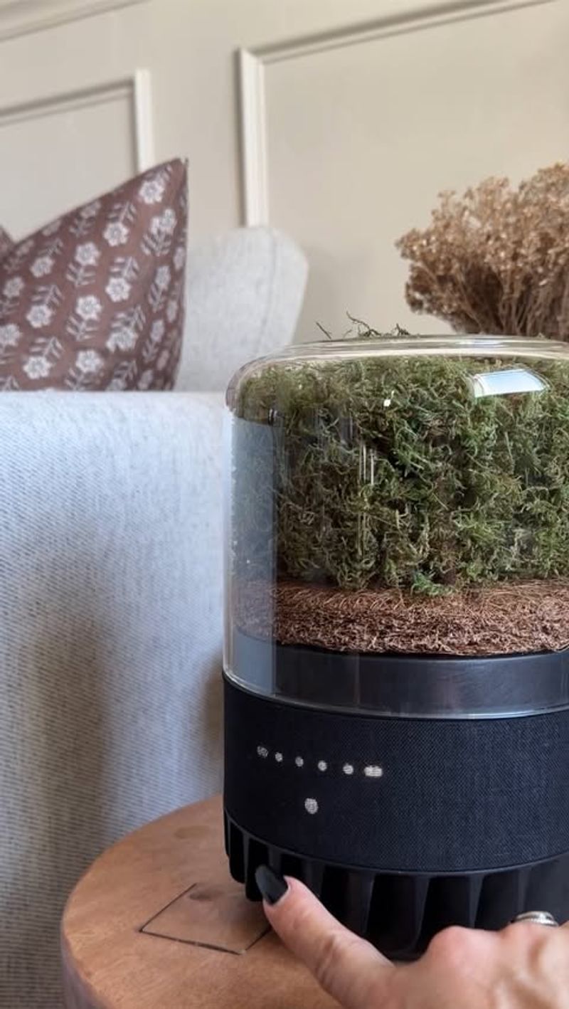 Natural Air Purifiers