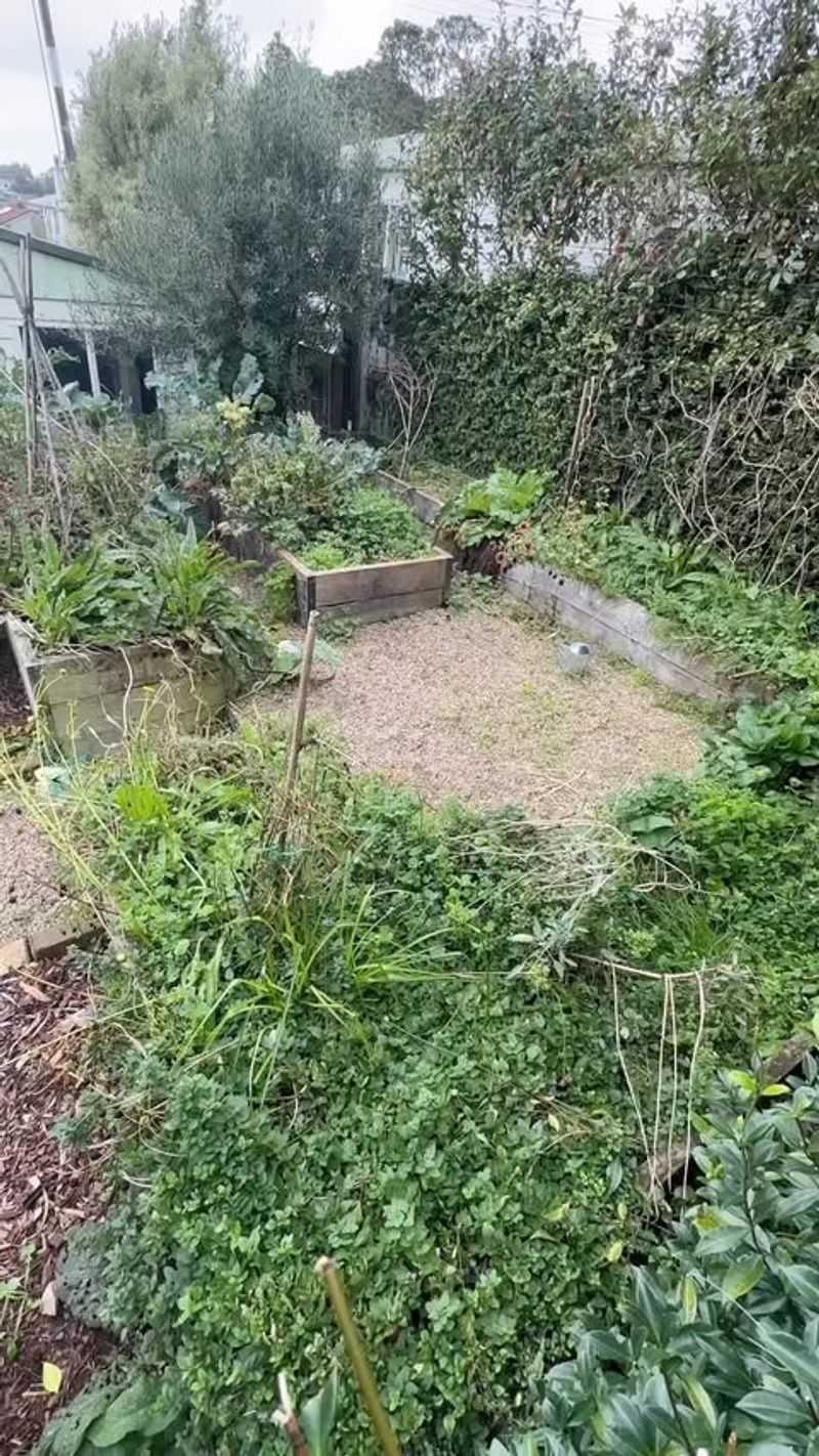 Neglected Garden