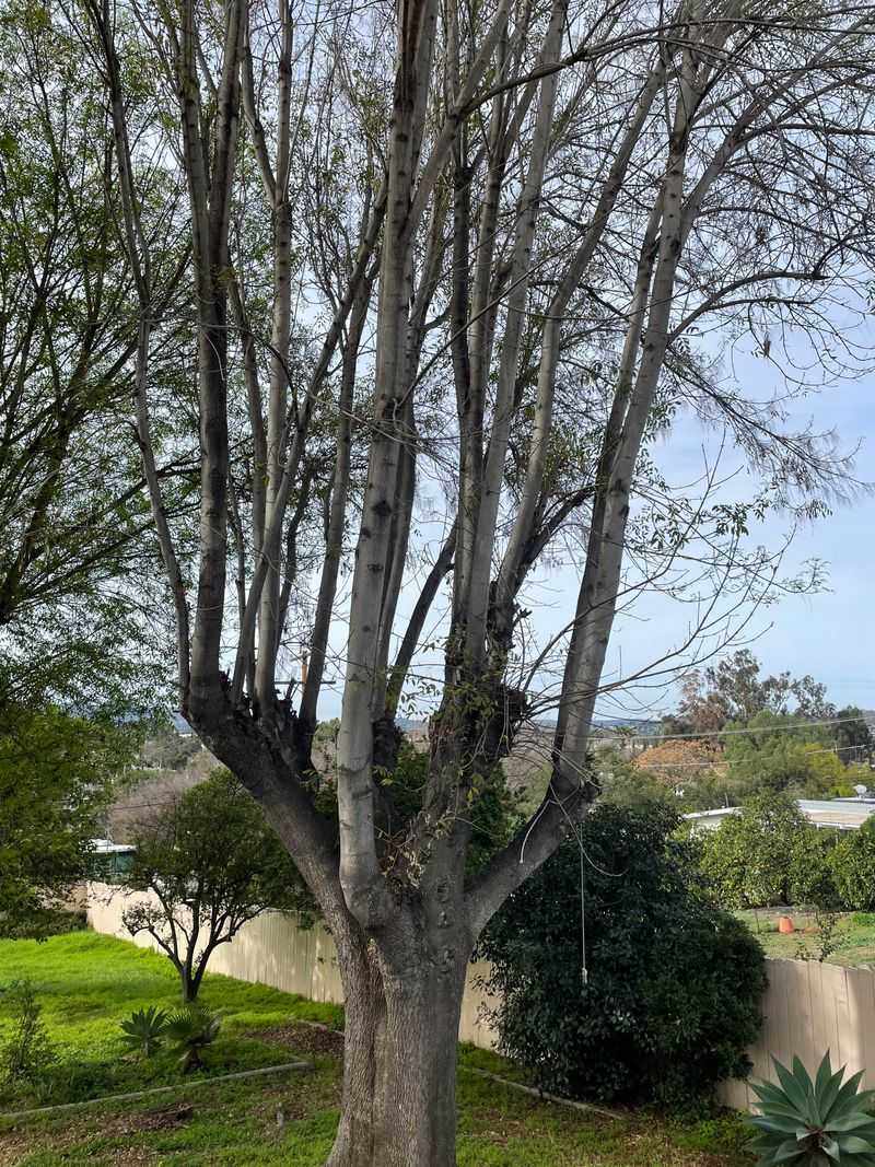 Neglected Trees with Dead Branches