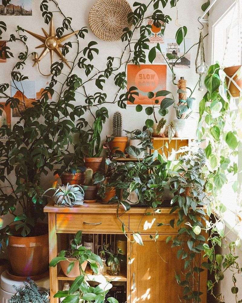 Plant Paradise