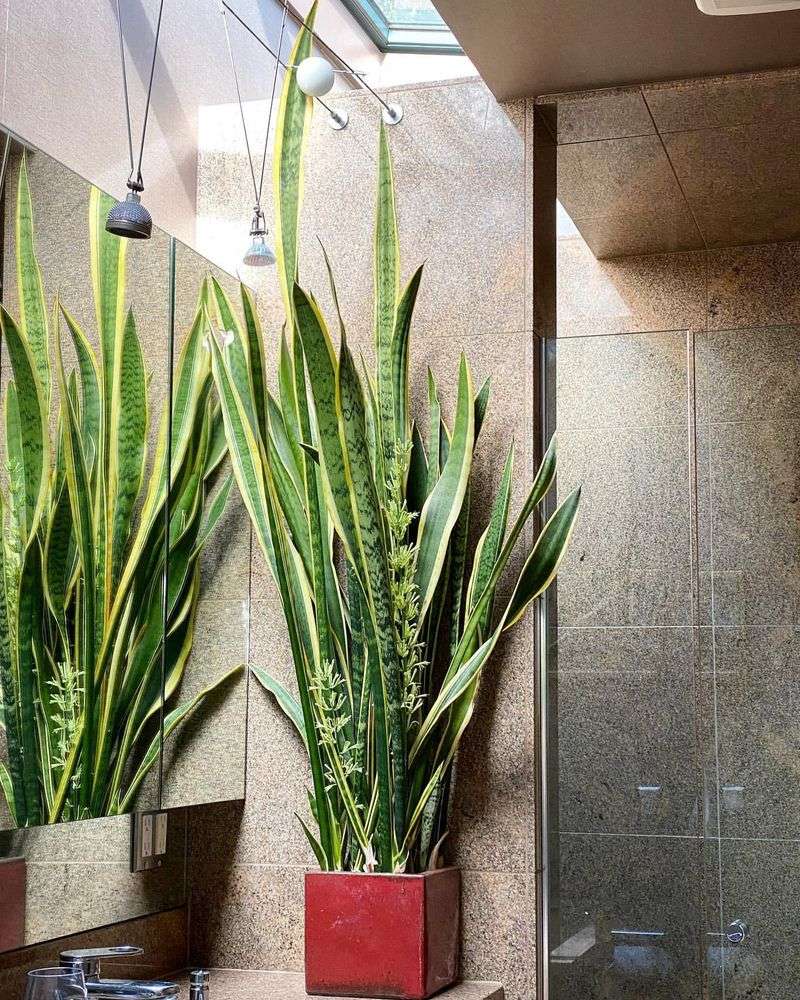 Snake Plant