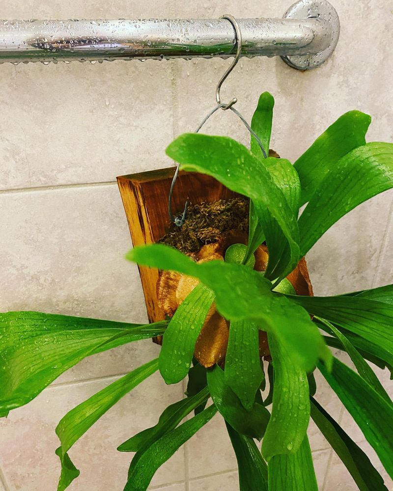 Staghorn Fern