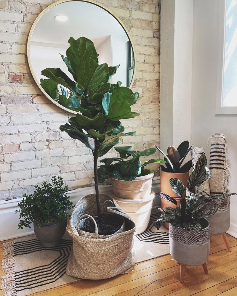 Indoor Plants