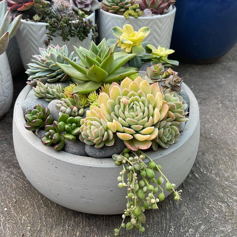 Succulent Displays