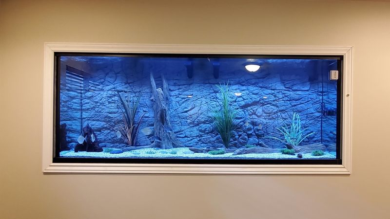 Wall-Mounted Fish Tanks