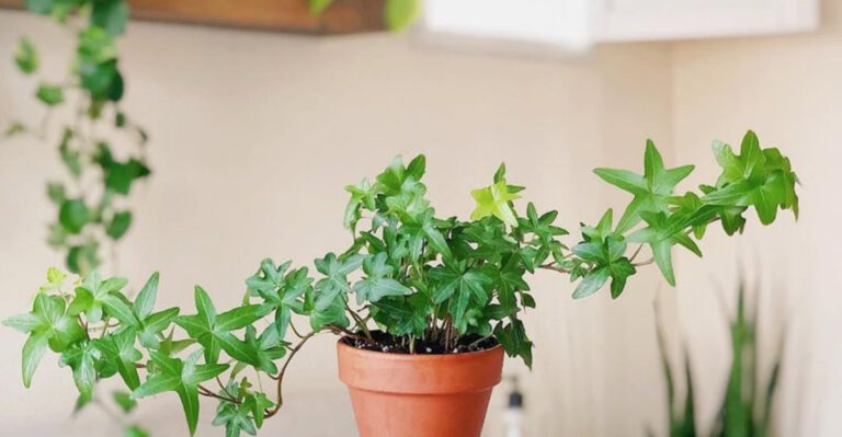 24 Houseplants Will Turn Your Bedroom Into a Serene Oasis