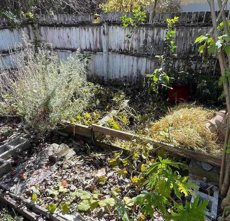 DEVALUES: Neglected Vegetable Patch