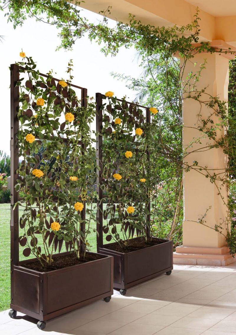 Trellis with Vines