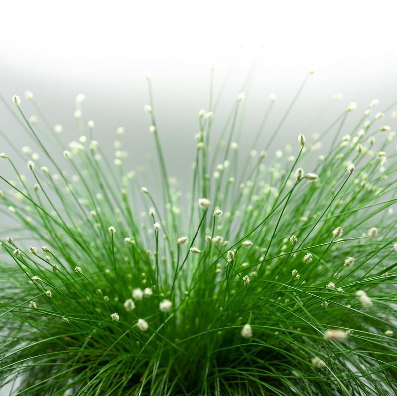 Fiber Optic Grass