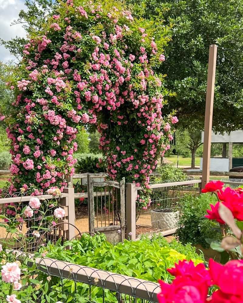 ADDS VALUE: Pergola With Climbing Roses