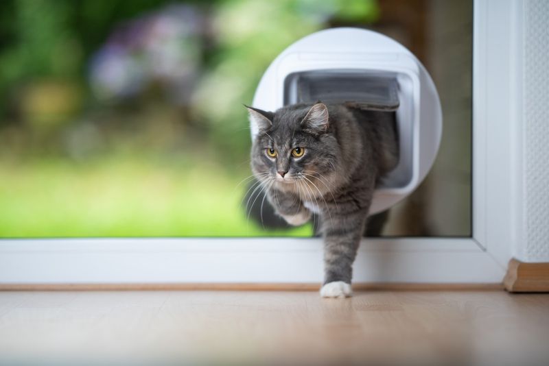 Installing a Pet Door