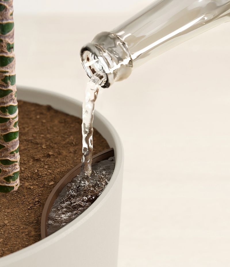 Overwatering Your Plants