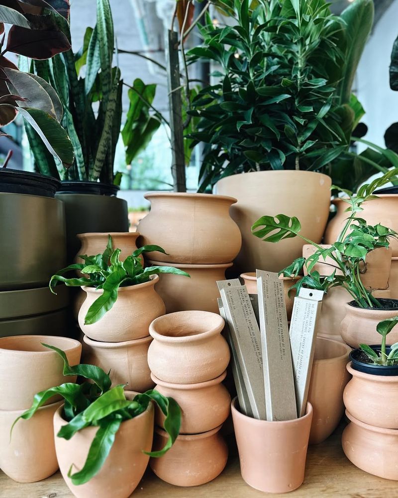 Terracotta Planters and Greenery